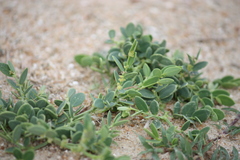 Sauropus bacciformis